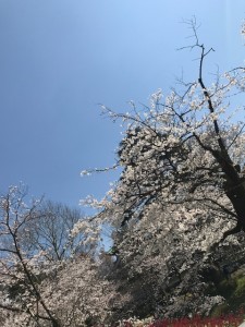 IMG_5413