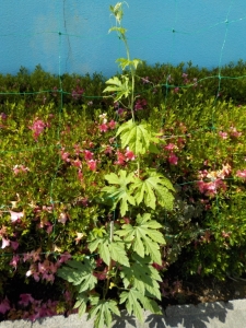 DSCN0471