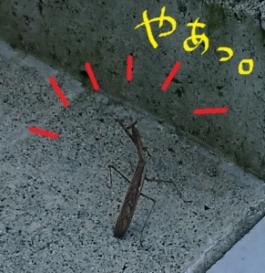 カマキリ