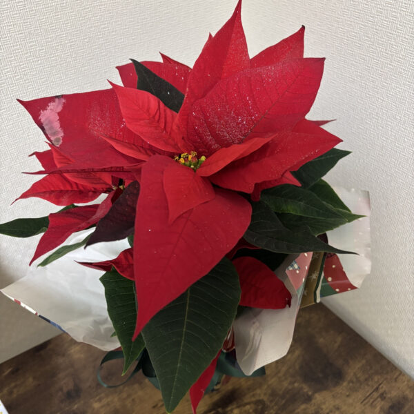 今年も残りわずか🎄 画像