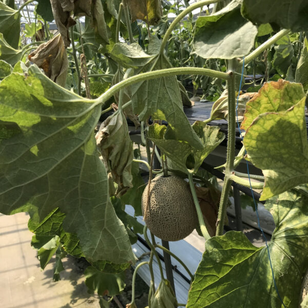 🚌バスツアー🚌に行ってきました🍈🍈 画像